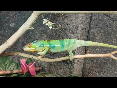 Reunion chameleon