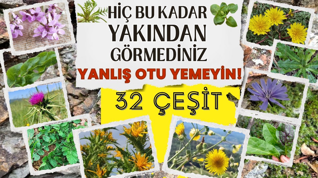 A'dan Z'ye Yenen Yabani Otlar (Dev Liste) / 32 Çeşit: ÇOK YAKIN ÇEKİM