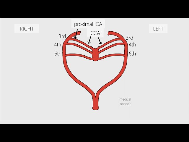 Aortic Arches - Embryology in 3 minutes class=