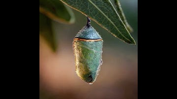 Presenting "Metamorphosis", an AI video made with KLING 2.1 [92/100]