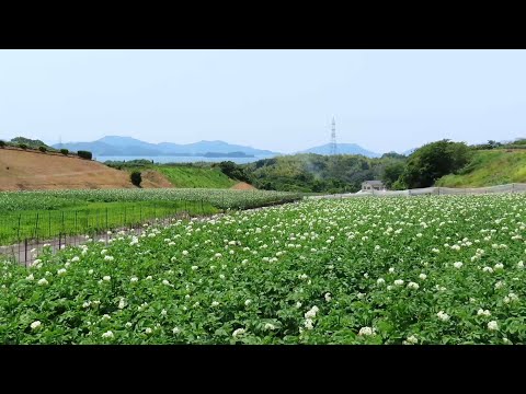 【赤崎海岸】ジャガイモの花畑とホボロ島　今回はジャガイモの花咲いてました　2025/6/1 　#東広島