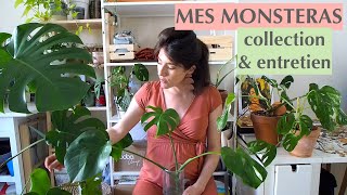 La monstera (Deliciosa, Variegata, Adansonii) - Collection & Entretien