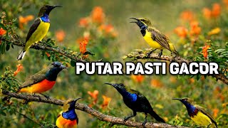 Putar pasti gacor‼️ Pancingan sogon agar emosi bunyi ngleper