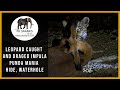 Leopard Caught Impala and dragged it away at Punda Maria Rest Camp hide - Kruger National Park