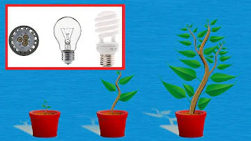 Kann man jede Lampe für Pflanzen nehmen?