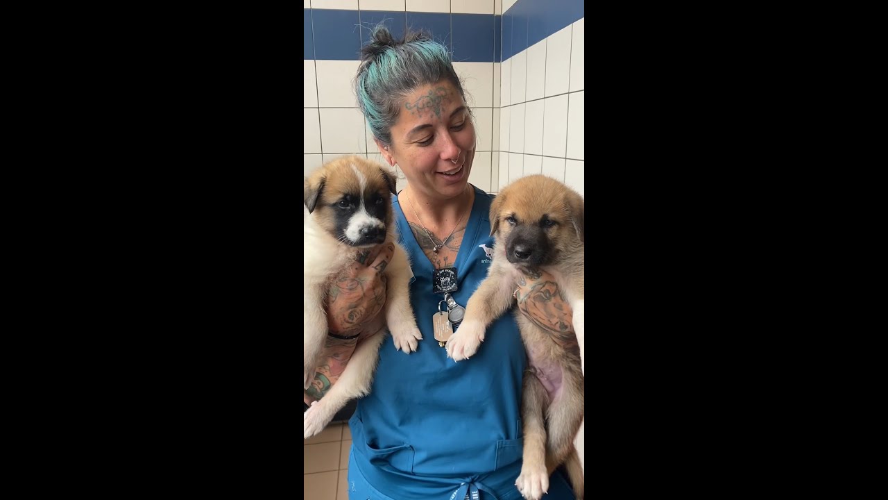 What to expect when fostering a dog