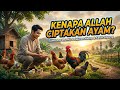 Mengapa Allah Menciptakan Ayam? Sebuah Renungan tentang Kasih Sayang-Nya