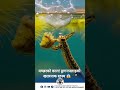 मच्छरको काल! ड्रागनफ्लाइको खतरनाक रहस्य 😱🦟 #interesting #interesting_fact #dragonfly #insects