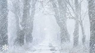 Frozen Path Winter Storm ❄️ Blinding Snow & Roaring Wind Sounds for Sleeping & Studying
