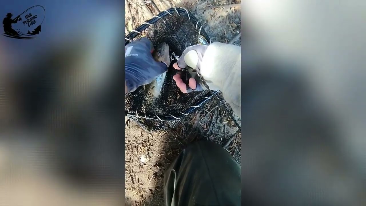 Regresé al Río Calle Calle por el gigante... pero el atardecer cambió todo 🎣