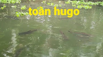 | nhắp cá lóc bằng vịt gặp ao cá toàn hugo || Phương fishing , hunting trap