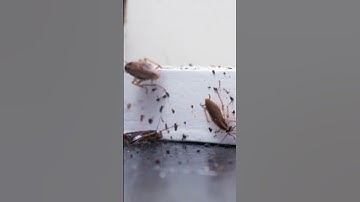 Quick Guide to Getting Rid of Roaches this Fall!