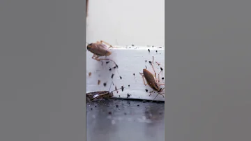 Quick Guide To Getting Rid Of Roaches This Fall 