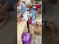 Golden Retriever Trade Her Puppy for Food #shorts #dogs
