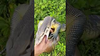 Giant Monitor Lizard Encounter in the Wild 🌿🦎 #SurvivalSkills #GiantMonitorLizard