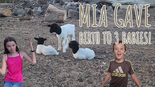 Mia gave Birth to 3 Babies | Dorper Sheep Birth | ronnyandbrettany  raisingsheep dorpersheep