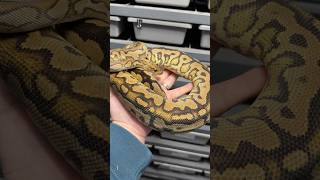 Some of the girls this guy was paired to should be dropping some eggs soon!!!!