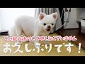 【お久しぶりです】皆さまご心配お掛けして申し訳ございません!【お知らせも】
