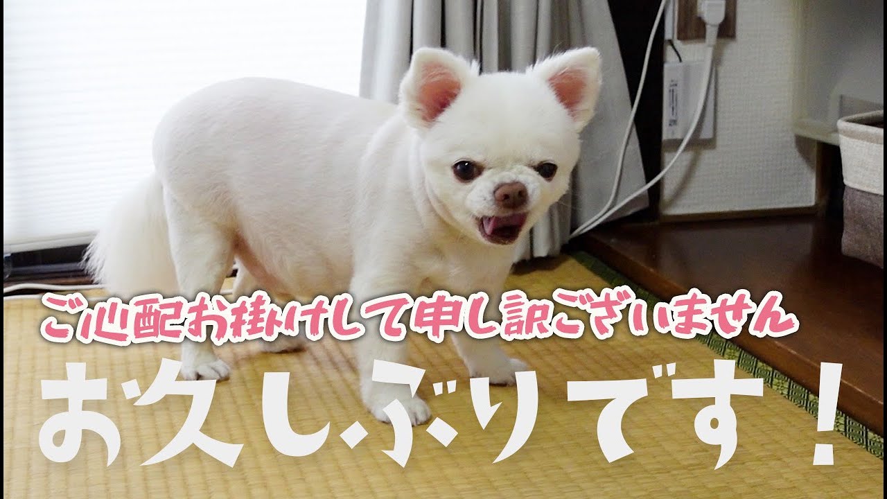【お久しぶりです】皆さまご心配お掛けして申し訳ございません!【お知らせも】