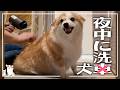 こうなると思って頑張ったけどダメだった😹𓊈2417日目𓊉