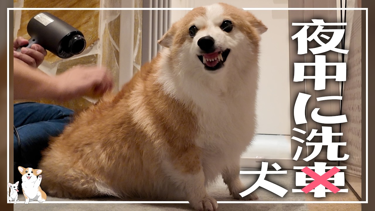 こうなると思って頑張ったけどダメだった😹𓊈2417日目𓊉