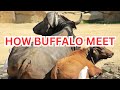 Nilli ravi buffalo crossing  buffalo meeting  piplan dairy farming