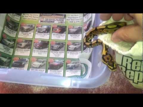 Unboxing New Addition To My Ball Python Family 11-14-12