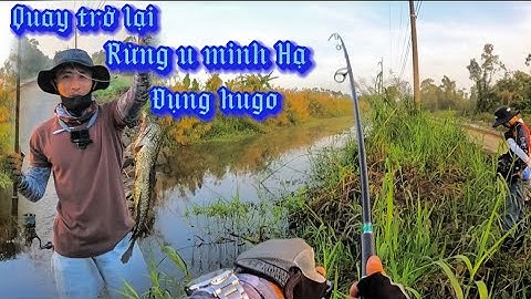 Câu cá lóc ở  rừng u minh hạ || lên Lóc đen hugo || Du Phan fishing