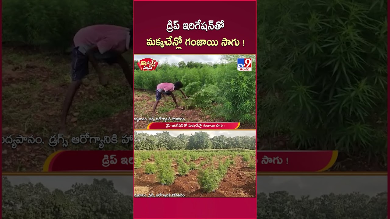 iSmart News | డ్రిప్ ఇరిగేషన్ తో మక్కచేన్లో గంజాయి సాగు! | Ganja Cultivation With Drip Irrigation