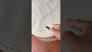 I Almost Touched This Giant Cockroach… You Won’t Believe What Happened Next! 😱🪳 #GiantCockroach I Almost Touched This Giant Cockroach… You Won’t Believe What Happened Next! 😱🪳 #GiantCockroach