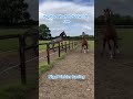 The Yorkshire Stable | Episode 8 #shorts  #horseracing #foryou #horses