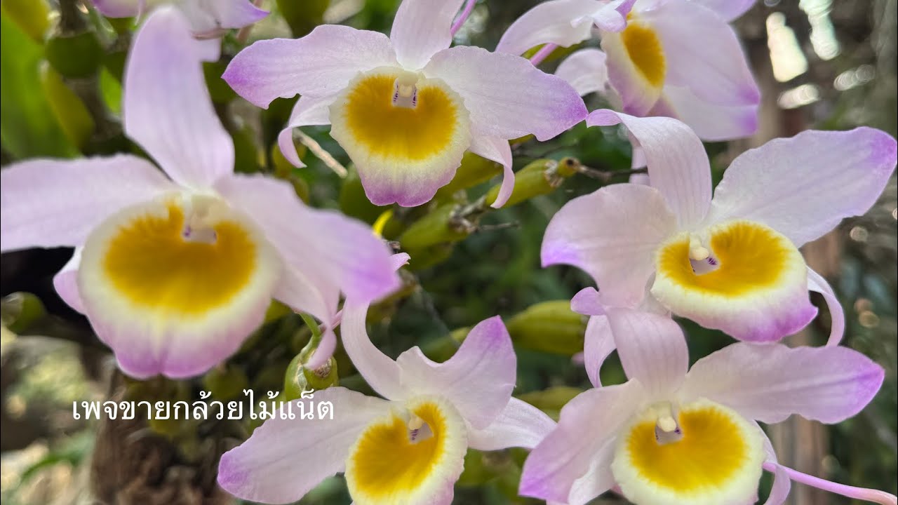 ขายกล้วยไม้ตอนที่ 29