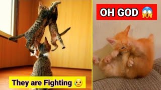 KITTENS FIGHTING ❤ #cat #kitten #fight