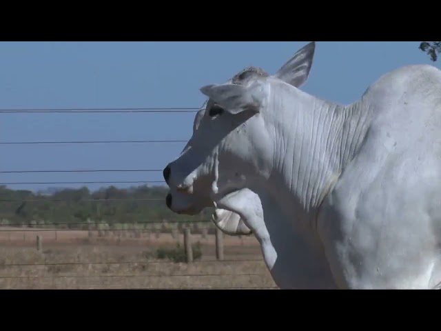 LOTE 43   2552 2570 mp4