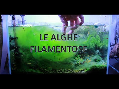 Video: Alghe filamentose: fasi di sviluppo, riproduzione, come rimuoverle dall'acquario?