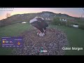 2026 05 01 Storchennest Alfeld,  Anika bringt frisches Grüm und Würmer, die Vier hauen richtig rein👍