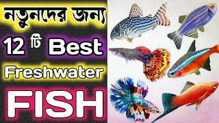 Top 12 Best Aquarium Fish For Beginners in Bengali || Easy Aquarium Fish to Keep || Expert Aquarist screenshot 1