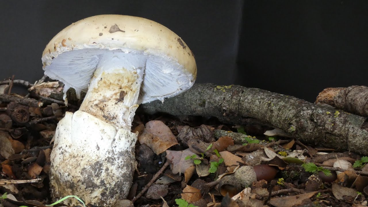 intento identificar setas🍄🤔