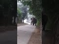 fresh morning day in Assam