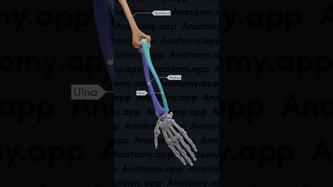 Biomechanics Of The Upper Limb Pronation And Supination