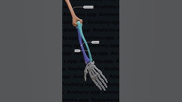 Biomechanics of the upper limb: pronation and supination