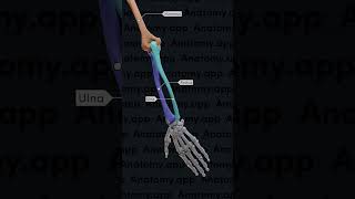 Biomechanics of the upper limb: pronation and supination