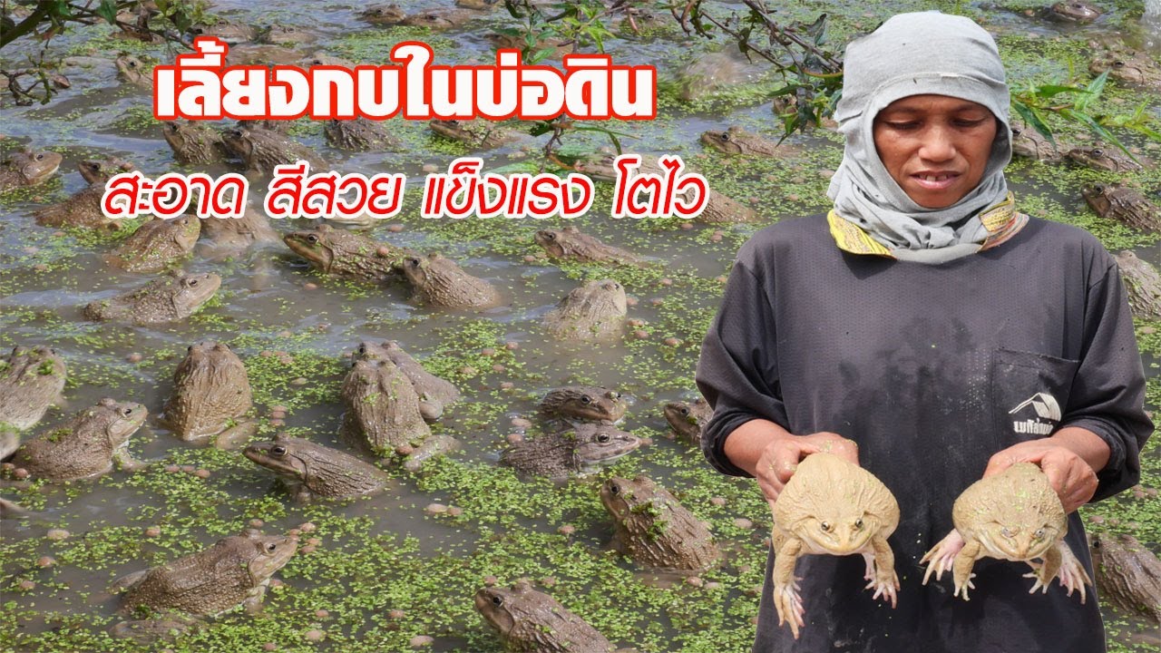 เลี้ยงกบในบ่อดิน