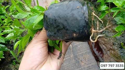 Bán cây chuỗi ngọc làm đường viền tường rào 0977973535