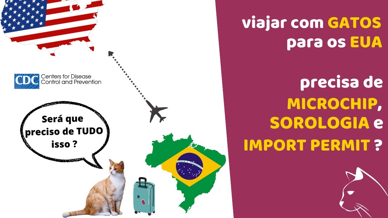 COMO VIAJAR COM SEU GATO PARA OS ESTADOS UNIDOS EM 2022 