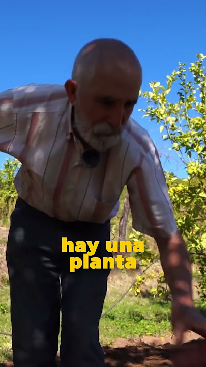 YACÓN: DULCE NATURAL para DIABÉTICOS💚
