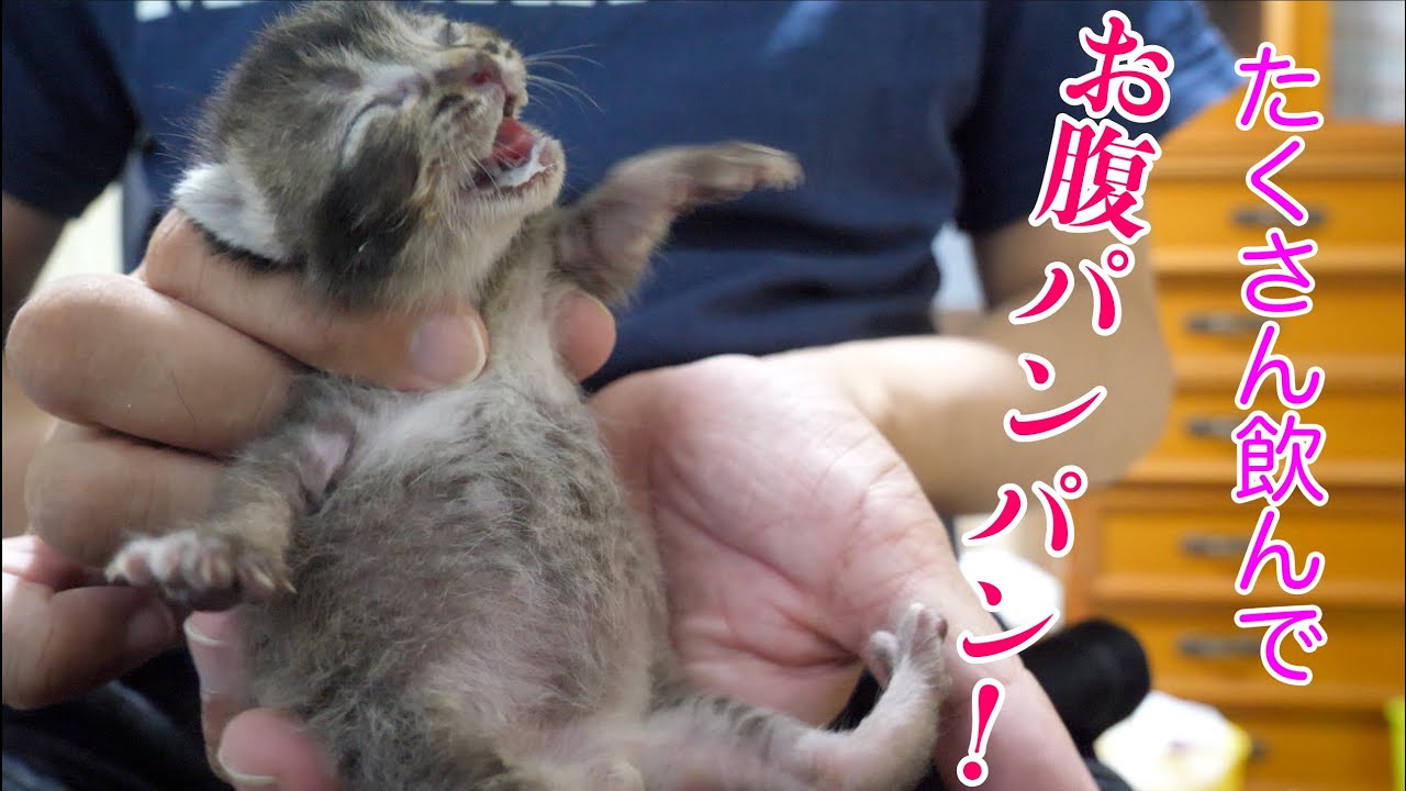 保護猫 ミルクを沢山飲んだらお腹がパンパンになった赤ちゃん猫 保護子猫 Youtube