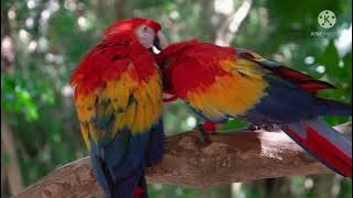 boom Shaka attitude song ringtone 💔 and MP3 viral ringtones