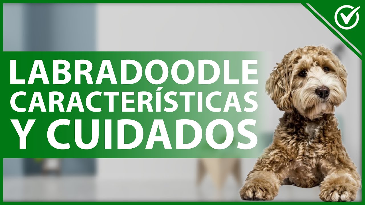 ? Labradoodle: Precio, Características y Cuidados para mini, Gigante y Negro ??