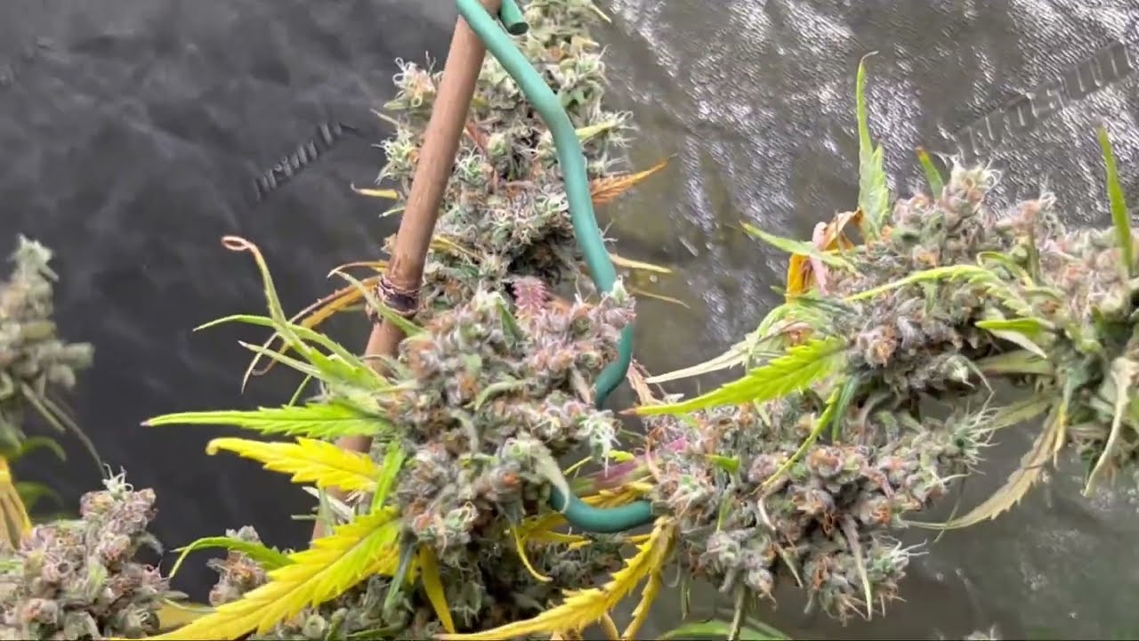 Disaster in the grow room.